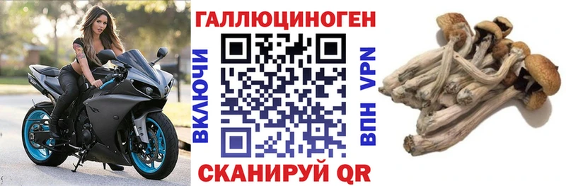 Галлюциногенные грибы Psilocybine cubensis  где продают наркотики  Энем 